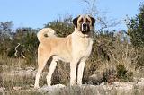 KANGAL 001